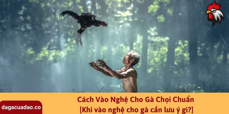 Cách Vào Nghệ Cho Gà Chọi Chuẩn - [Khi vào nghệ cho gà cần lưu ý gì?]