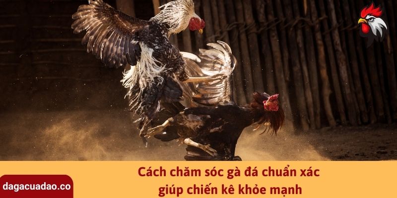 Cách chăm sóc gà đá chuẩn xác giúp chiến kê khỏe mạnh