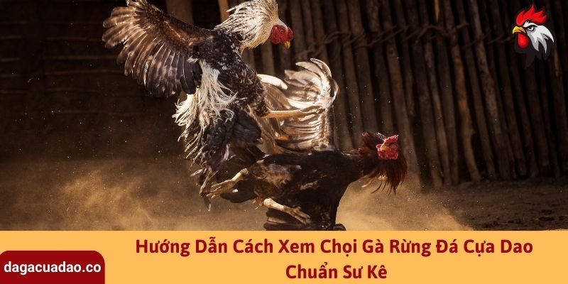 Hướng Dẫn Cách Xem Chọi Gà Rừng Đá Cựa Dao Chuẩn Sư Kê