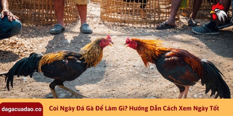 Coi Ngày Đá Gà Để Làm Gì? Hướng Dẫn Cách Xem Ngày Tốt