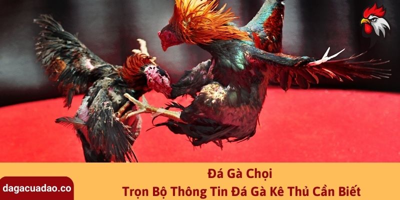 Đá Gà Chọi – Trọn Bộ Thông Tin Đá Gà Kê Thủ Cần Biết