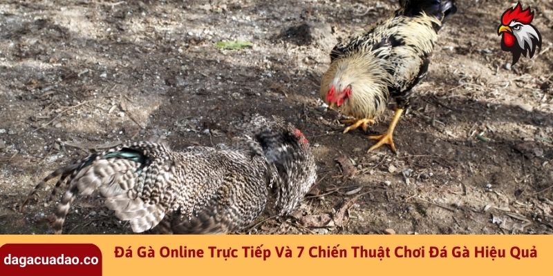 Đá Gà Online Trực Tiếp Và 7 Chiến Thuật Chơi Đá Gà Hiệu Quả