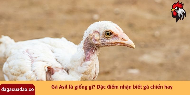 Gà Asil là giống gì? Đặc điểm nhận biết gà chiến hay