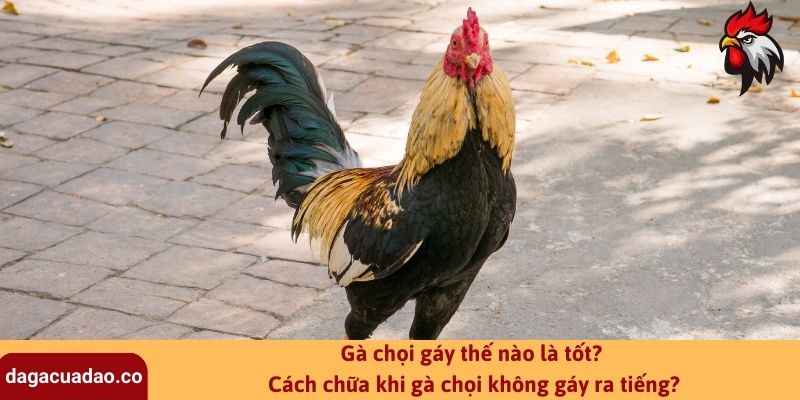 Gà chọi gáy thế nào là tốt? Cách chữa khi gà chọi không gáy ra tiếng?