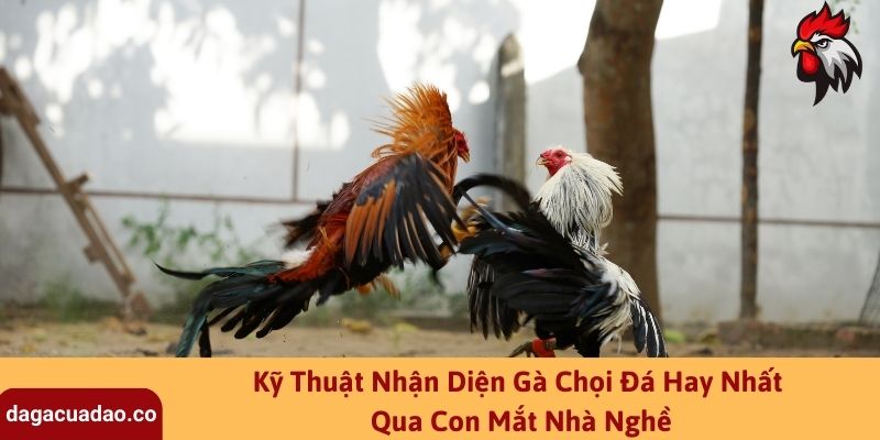 Kỹ Thuật Nhận Diện Gà Chọi Đá Hay Nhất Qua Con Mắt Nhà Nghề