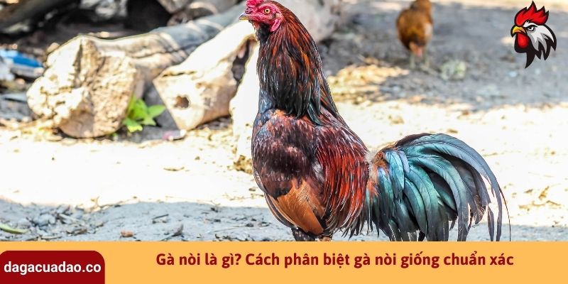 Gà nòi là gì? 2 Cách phân biệt gà nòi giống chuẩn xác