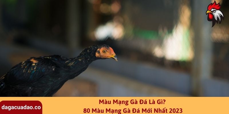 Màu Mạng Gà Đá Là Gì? 80 Màu Mạng Gà Đá Mới Nhất 2023