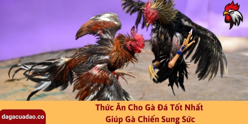 Thức Ăn Cho Gà Đá Tốt Nhất Giúp Gà Chiến Sung Sức