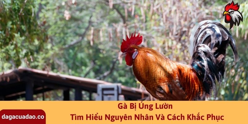 Gà Bị Úng Lườn Là Gì? [Nguyên Nhân] Và [Cách Khắc Phục]