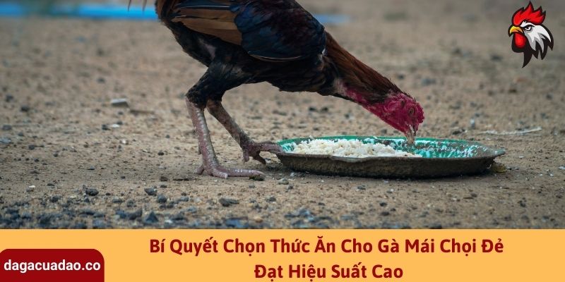 Bí Quyết Chọn Thức Ăn Cho Gà Mái Chọi Đẻ Đạt Hiệu Suất Cao