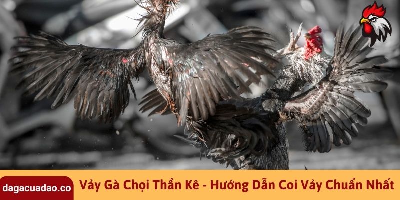 Vảy Gà Chọi Thần Kê - Hướng Dẫn Coi Vảy Chuẩn Nhất