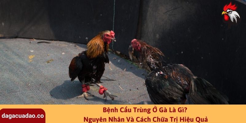 Bệnh Cầu Trùng Ở Gà Là Gì? Nguyên Nhân Và Cách Chữa Trị Hiệu Quả