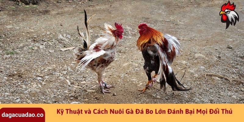 Kỹ Thuật và Cách Nuôi Gà Đá Bo Lớn Đánh Bại Mọi Đối Thủ