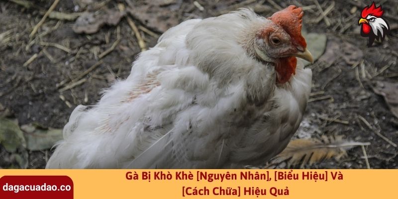 Gà Bị Khò Khè [Nguyên Nhân], [Biểu Hiệu] Và [Cách Chữa] Hiệu Quả