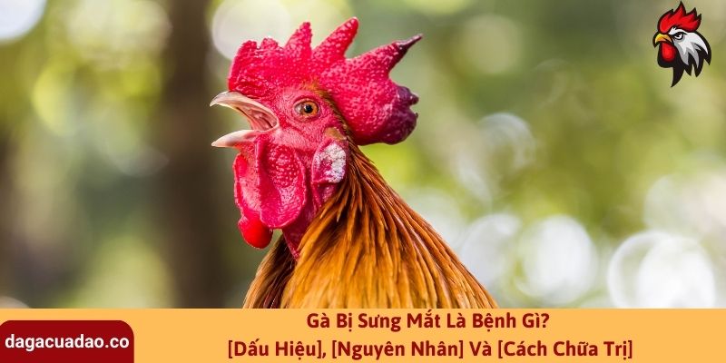 Gà Bị Sưng Mắt Là Bệnh Gì? [Dấu Hiệu], [Nguyên Nhân] Và [Cách Chữa Trị]