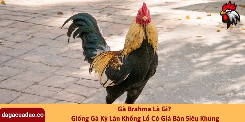 Gà Brahma Là Gì? Giống Gà Kỳ Lân Khổng Lồ Có Giá Bán Siêu Khủng