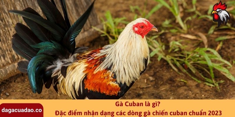 Gà Cuban là gì? Đặc điểm nhận dạng các dòng gà chiến cuban chuẩn 2023