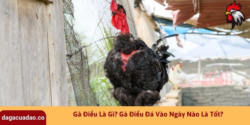 Gà Điều Là Gì? Gà Điều Đá Vào Ngày Nào Là Tốt?