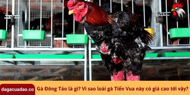 Gà Đông Tảo là gì? Vì sao loài gà Tiến Vua này có giá cao tới vậy?