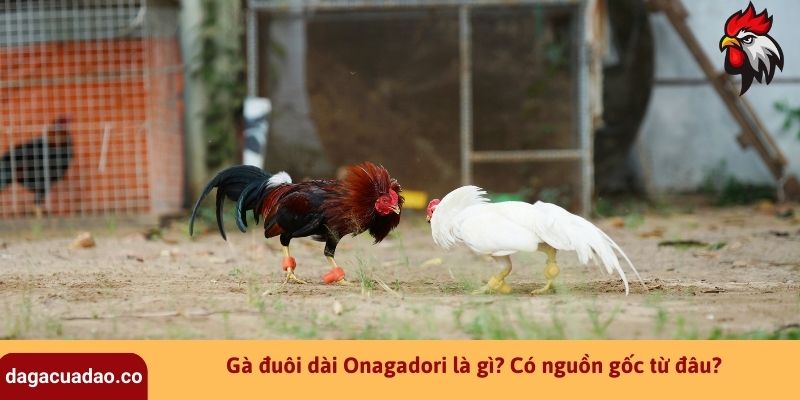 Gà Đuôi Dài Onagadori Là Gì? Đặc Điểm Gà Cảnh Đẹp Nhất Hiện Nay