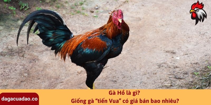 Gà Hồ là gì? Giống gà “tiến Vua” có giá bán bao nhiêu?