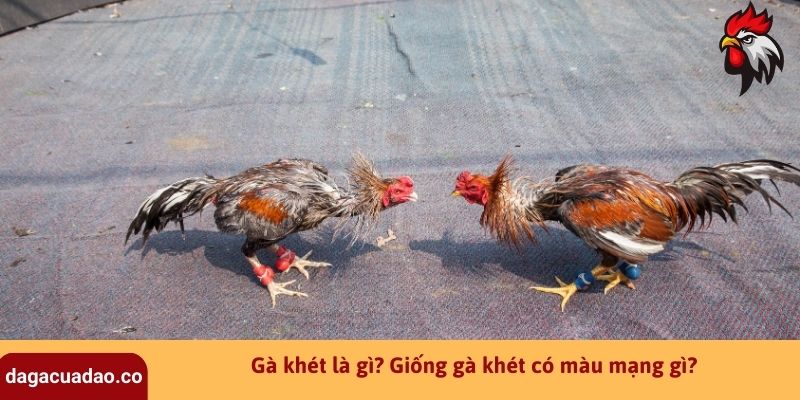 Gà khét là gì? Giống gà khét có màu mạng gì?