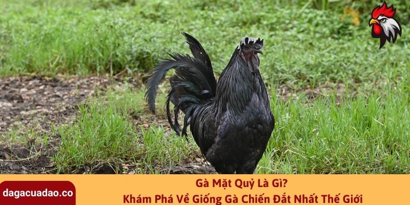 Gà Mặt Quỷ Là Gì? Khám Phá Về Giống Gà Chiến Đắt Nhất Thế Giới