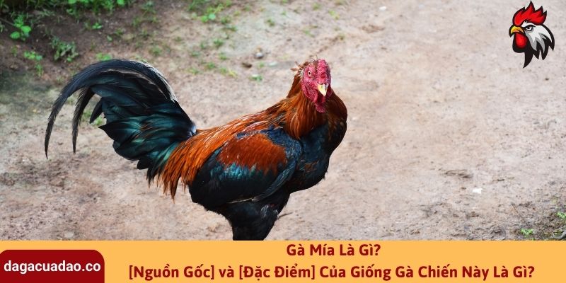 Gà Mía Là Gì? [Nguồn Gốc] và [Đặc Điểm] Của Giống Gà Chiến Này Là Gì?