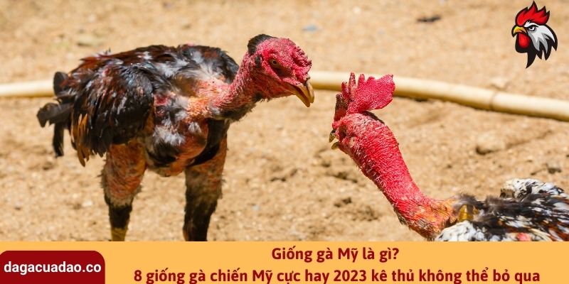 Gà Mỹ là gì? 8 giống gà chiến Mỹ cực hay 2023 kê thủ không thể bỏ qua