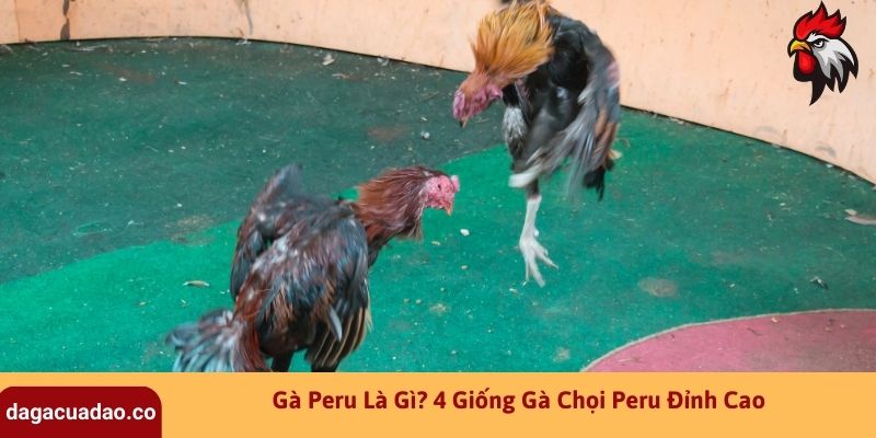 Gà Peru Là Gì? 4 Giống Gà Chọi Peru Đỉnh Cao