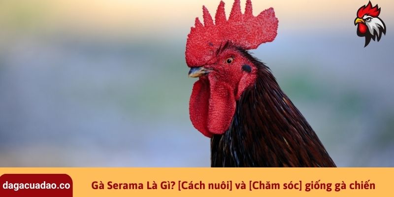 Gà Serama Là Gì? [Cách nuôi] và [Chăm sóc] giống gà chiến