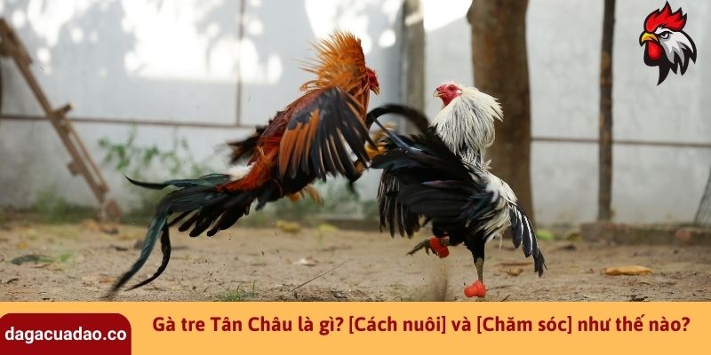 Gà tre Tân Châu là gì? [Cách nuôi] và [Chăm sóc] như thế nào?