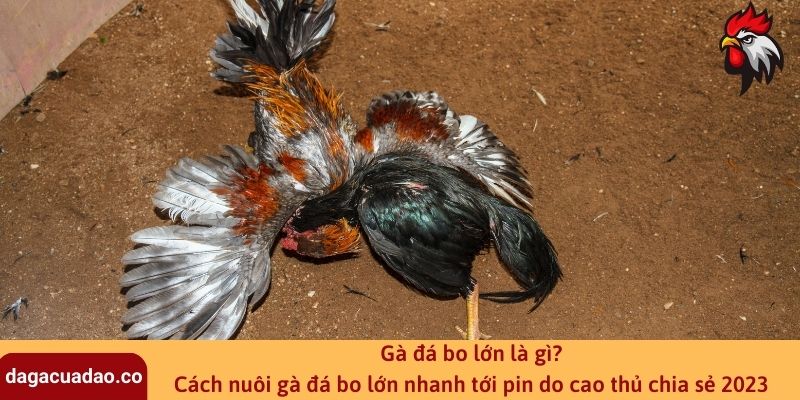 Gà đá bo lớn là gì? Cách nuôi gà đá bo lớn nhanh tới pin do cao thủ chia sẻ 2023