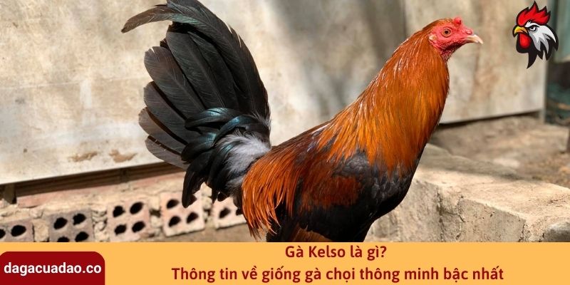 Gà Kelso là gì? Thông tin về giống gà chọi thông minh bậc nhất