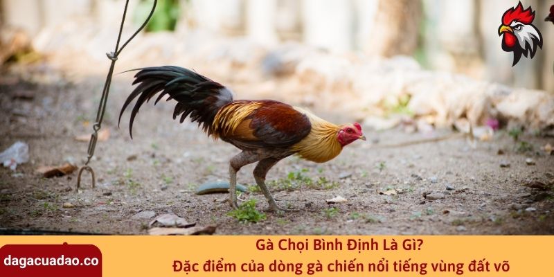 Gà Chọi Bình Định Là Gì? Đặc điểm của dòng gà chiến nổi tiếng vùng đất võ