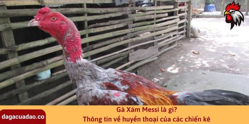 Gà Xám Messi là gì? Thông tin về huyền thoại của các chiến kê