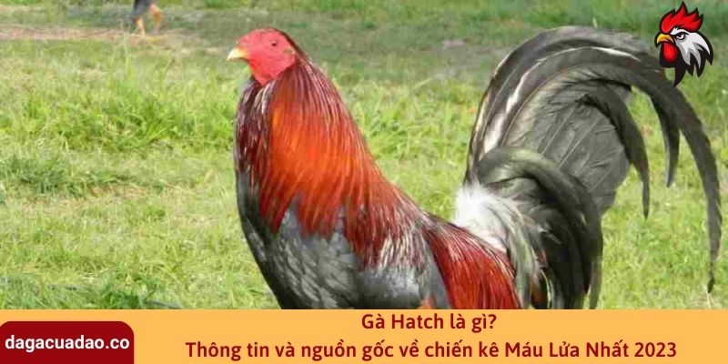 Gà Hatch là gì? Thông tin và nguồn gốc về chiến kê Máu Lửa Nhất 2023