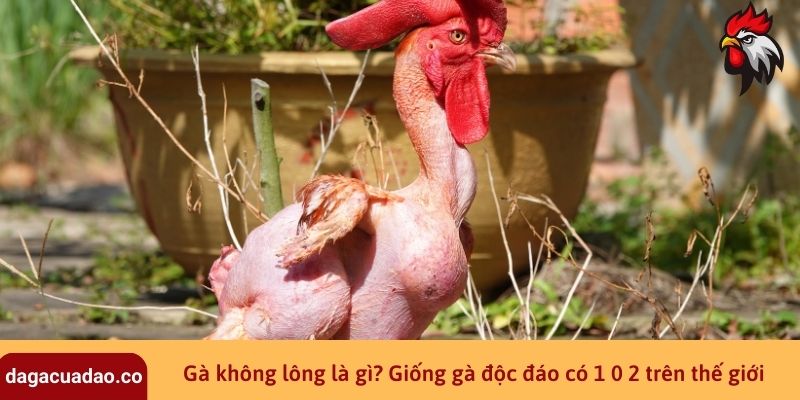 Gà không lông là gì? Giống gà độc đáo có 1 0 2 trên thế giới