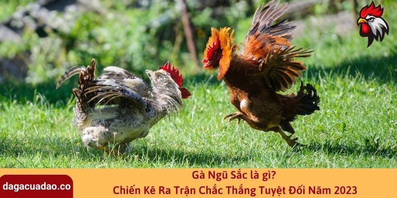 Gà Ngũ Sắc là gì? Chiến Kê Ra Trận Chắc Thắng Tuyệt Đối Năm 2023