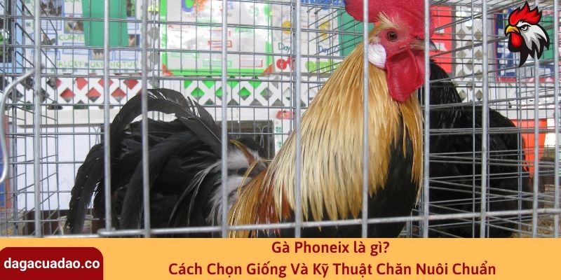 Gà Phoneix là gì? Cách Chọn Giống Và Kỹ Thuật Chăn Nuôi Chuẩn