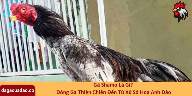 Gà Shamo Là Gì? Dòng Gà Thiện Chiến Đến Từ Xứ Sở Hoa Anh Đào