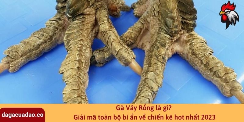 Gà Vảy Rồng là gì? Giải mã toàn bộ bí ẩn về chiến kê hot nhất 2023