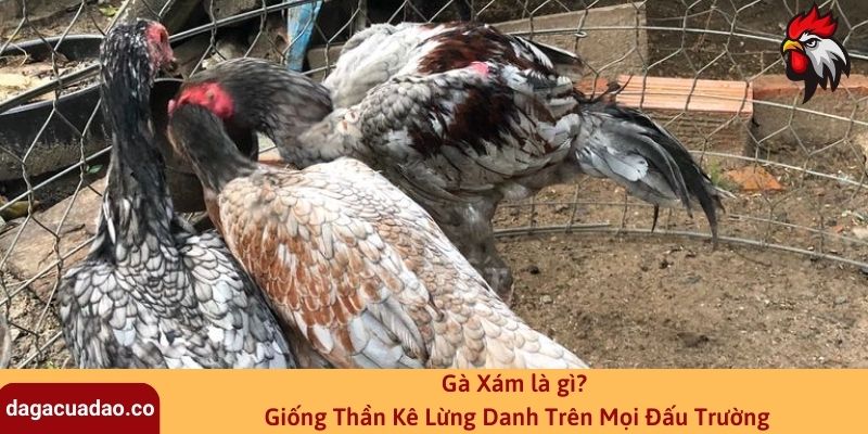 Gà Xám là gì? Giống Thần Kê Lừng Danh Trên Mọi Đấu Trường