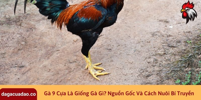 Gà 9 Cựa Là Giống Gà Gì? Nguồn Gốc Và Cách Nuôi Bí Truyền