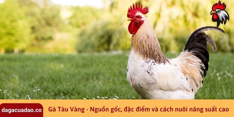 Gà Tàu Vàng - Nguồn gốc, đặc điểm và cách nuôi năng suất cao