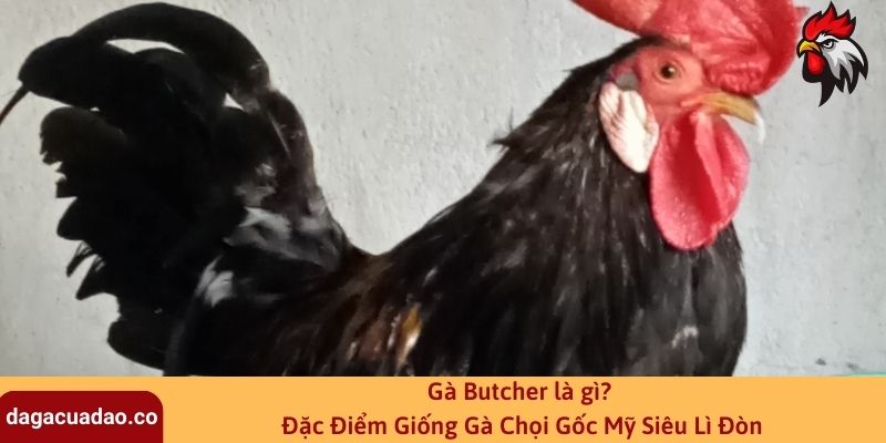 Gà Butcher là gì? Đặc Điểm Giống Gà Chọi Gốc Mỹ Siêu Lì Đòn