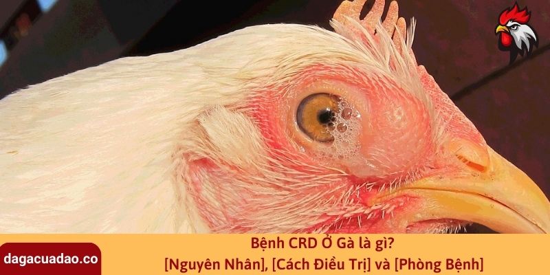 Bệnh CRD Ở Gà là gì? [Nguyên Nhân], [Cách Điều Trị] và [Phòng Bệnh]