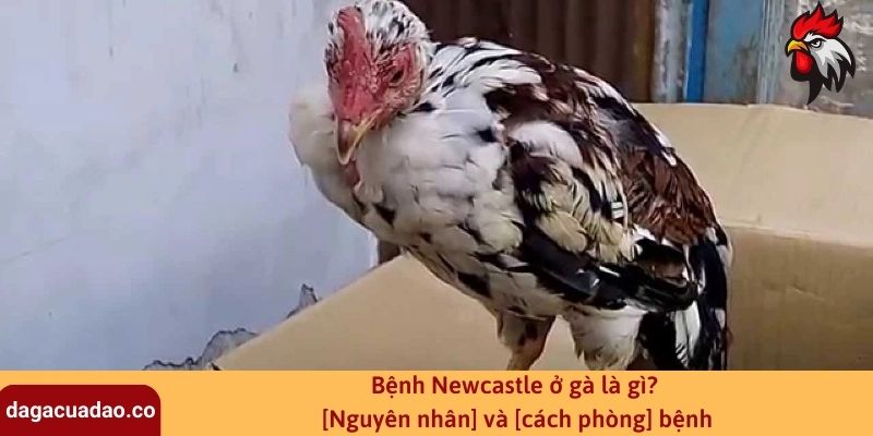 Bệnh Newcastle ở gà là gì? [Nguyên nhân] và [cách phòng] bệnh