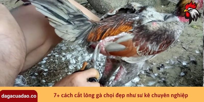 7+ cách cắt lông gà chọi đẹp như sư kê chuyên nghiệp