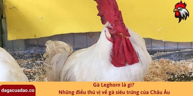 Gà Leghorn là gì? Những điều thú vị về gà siêu trứng của Châu Âu